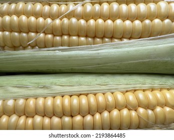 Sweet Corn Organic. Maize Harvest, Maize Production, Organic Agriculture, Food Production And Vegetable Growing