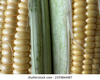 Sweet Corn Organic. Maize Harvest, Maize Production, Organic Agriculture, Food Production And Vegetable Growing