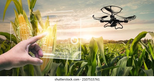 Sweet corn seeds and green leaves at Agriculture corn field with Virtual digital control drone fly upper. 3D illustration, of free space for your texts and branding. - Shutterstock ID 2107515761