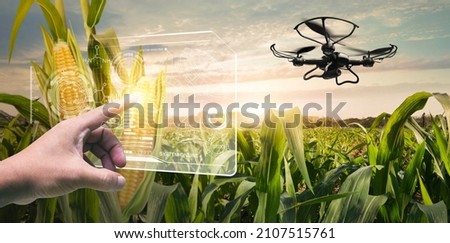 Sweet corn seeds and green leaves at Agriculture corn field with Virtual digital control drone fly upper. 3D illustration, of free space for your texts and branding.