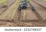 Sweet corn transplanter machine inserting seedlings on ground. Sweet corn planting process from greenhouse to farmland.