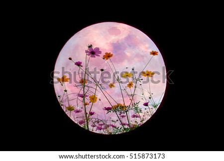 Sweet cosmos flower in full moon sky blurred background