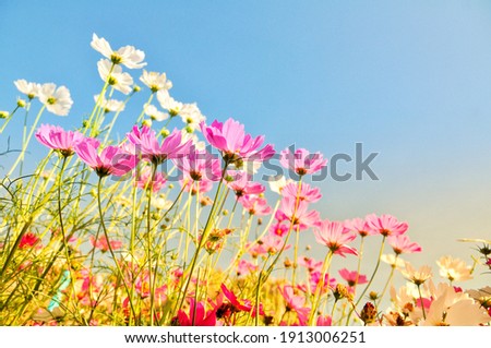 Sweet cosmos flower on editing photo background