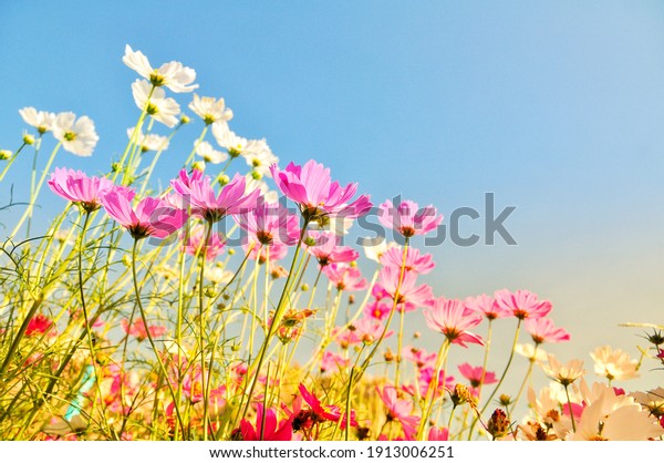 Sweet cosmos\
flower on editing photo\
background