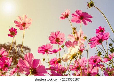 Flor cosmos dulce bajo