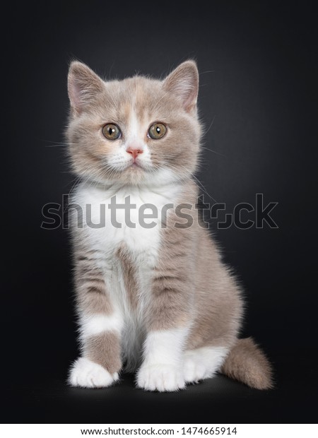 Sweet Creme Lilac White British Shorthair Stock Photo Edit Now