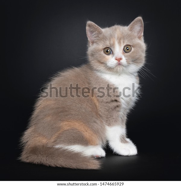 Sweet Creme Lilac White British Shorthair Stock Photo Edit Now