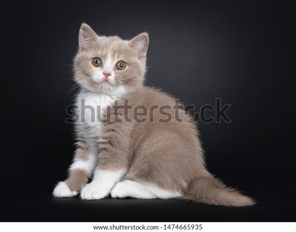 Sweet Creme Lilac White British Shorthair Stock Photo Edit Now