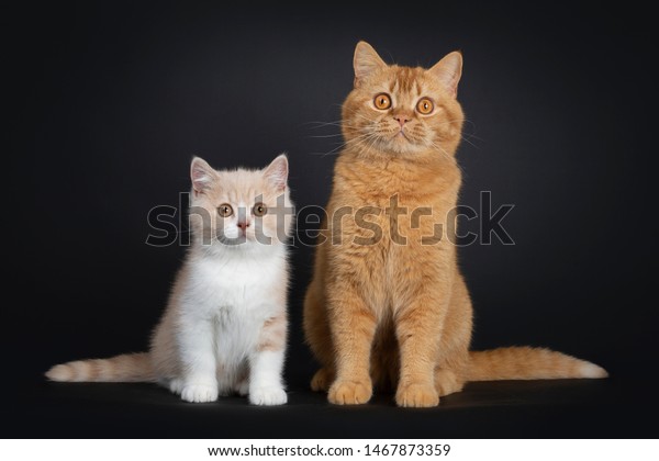 Sweet Creme White British Shorthair Cat Royalty Free Stock Image