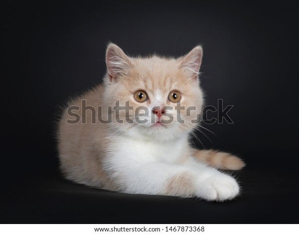 Sweet Creme White British Shorthair Cat Stock Photo Edit Now