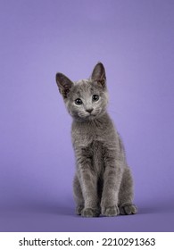 Sweet Curious Russian Blue Cat Kitten, Sitting Up Facing Front. Looking Towards Camera With Cute Head Tilt. Isolated On  Lilac Pastel Purple Background.