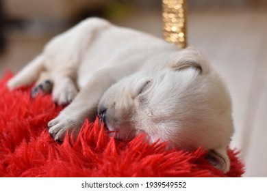 動物 親子 かわいい の画像 写真素材 ベクター画像 Shutterstock