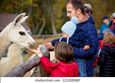 Sweet Cute Toddler Child, Feeding Lama On A Kids Farm. Beautiful Kid Petting Animals In The Zoo. Children And Animal Together