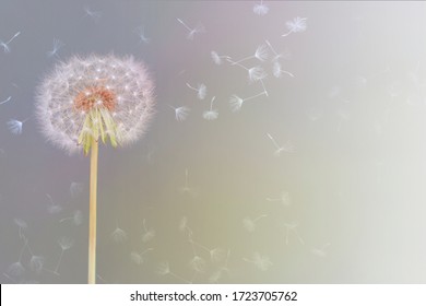 sweet and delicate image of a dandelion flower caressed by wind