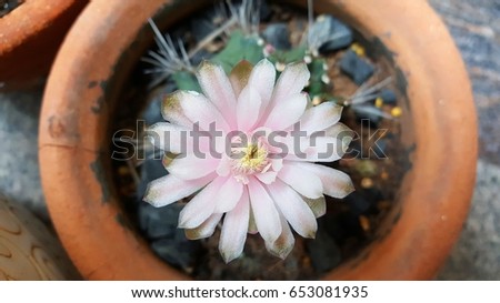 Sweet doft pink Cactus flower and yellow pollen 
