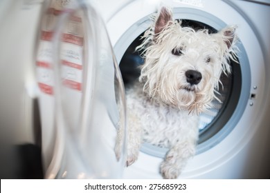 Dog in machine wash Images, Stock Photos & Vectors | Shutterstock