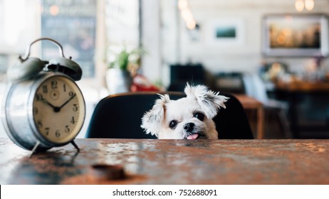 Sweet dog so cute mixed breed with Shih-Tzu, Pomeranian and Poodle looking something in a coffee shop cafe with a clock vintage style