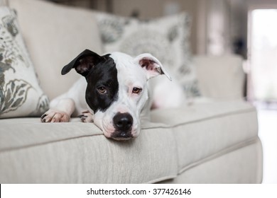 Sweet Dog Lays On The Couch