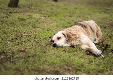 328 Sleeping dog on earth Images, Stock Photos & Vectors | Shutterstock