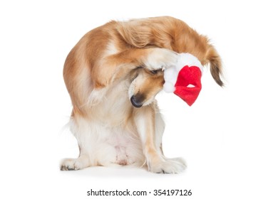 Sweet Dog With Santa Hat Ashamed Is Annoyed By Christmas