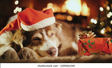 A Sweet Dog Is Sleeping Near His Christmas Present, In The Background Is A Christmas Tree And A Fire Is Burning In The Fireplace. All Meet Christmas And New Year