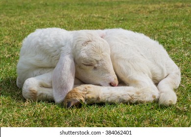 Sleeping Lamb Necklace|Lamb Necklace|Lamb Jewelry|Sleeping Sheep Necklace|Sheep Necklace|Sheep Jewelry|Sleeping Lamb|Sleeping Sheep|Easter