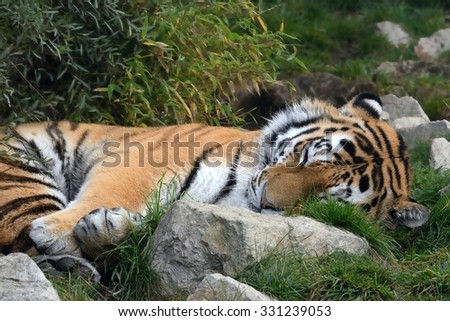 Sweet dreams of Siberian Tiger (Panthera tigris altaica)