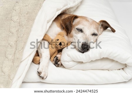 Similar – Image, Stock Photo tired Dog Pet