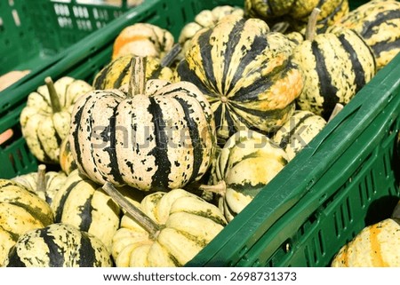 Sweet dumpling squashes in green crate at autumn market 