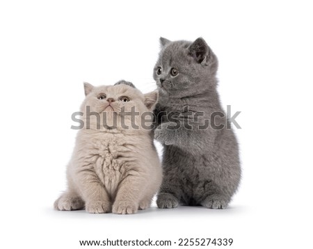 Sweet duo of British Shorthair cat kittens, playing with each other. Looking away from camera. Isolated on a white background.