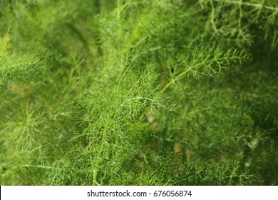 Sweet Fennel