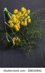 Sweet Fennel, Medicinal Herb