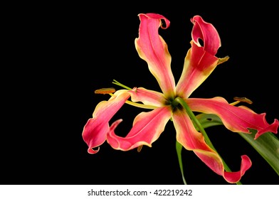 Flores Exóticas Naturales HD Stock Images  Shutterstock