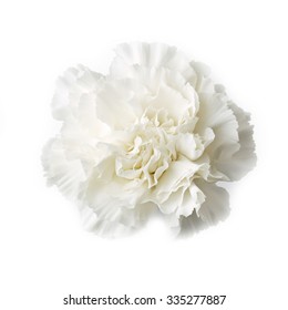 Sweet Flower On White Isolated