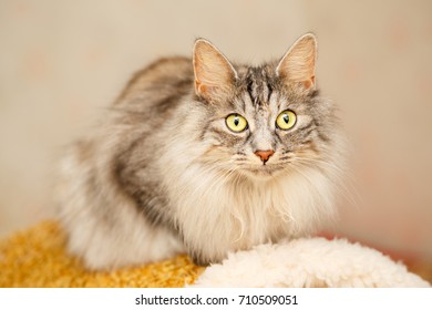 karelian bobtail