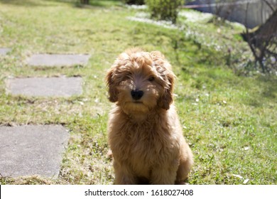 mini apricot labradoodle