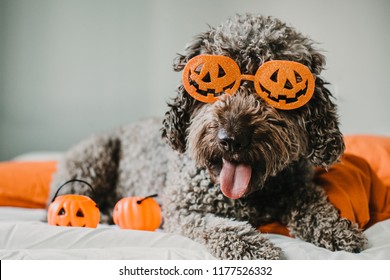 Sweet and friendly brown spanish water dog playing in the bed of his owner with halloween costume. Funny moments dogfriendly. Lifestyle