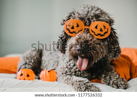 
Sweet and friendly brown spanish water dog playing in the bed of his owner with halloween costume. Funny moments dogfriendly. Lifestyle