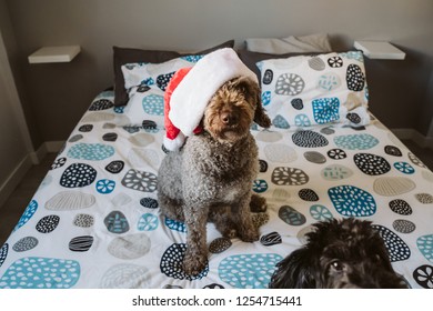 Dog On Bed With Santa Hat Images Stock Photos Vectors