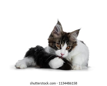 Sweet Funny Handsome Black Tabby With White Maine Cook Cat Kitten Sitting / Laying Down While Cleaning / Licking  Tail, Looking Straight At Lens Isolated On White Background