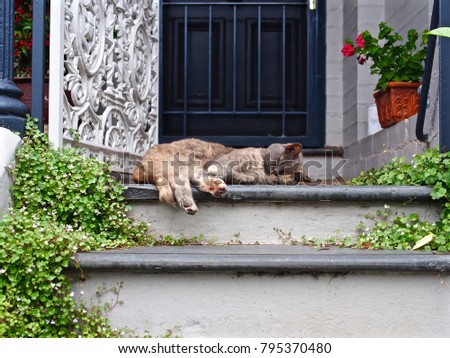 Sweet Gentle Purebred British Shorthair Catnapping in Front of a Relaxed Homely Doorway.