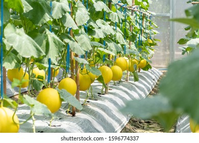 Sweet Golden Melon Organic Farm Melon Stock Photo 1596774337 | Shutterstock