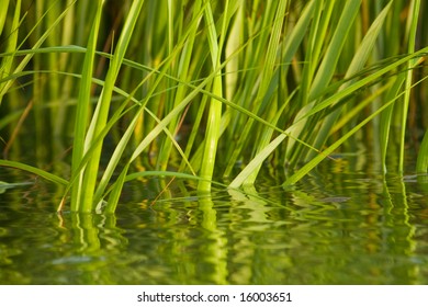 Sweet Grass