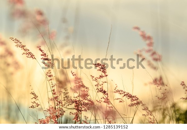 Sweet grass flowers and soft sunlight beautiful nature wallpaper for bedroom walls. 