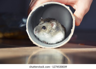 Free Hamster Tube