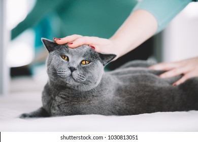 Imagenes Fotos De Stock Y Vectores Sobre British Shorthair