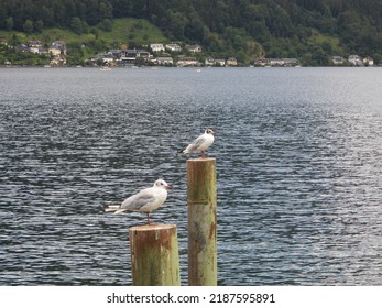 Sweet Gull Sits On An Old Wooden Beam