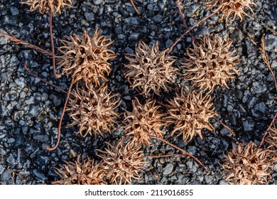 Sweet Gum Balls, Gettysburg National Cemetery, Pennsylvania, USA