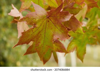 Sweet Gum Tree Autumn Colorful Leaves Close Up	
