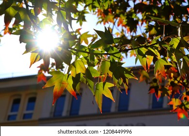 Sweet Gum Tree Branches Against Sun. Fall City Image With Foliage.